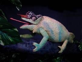A giant chameleon (1m10cm in length)